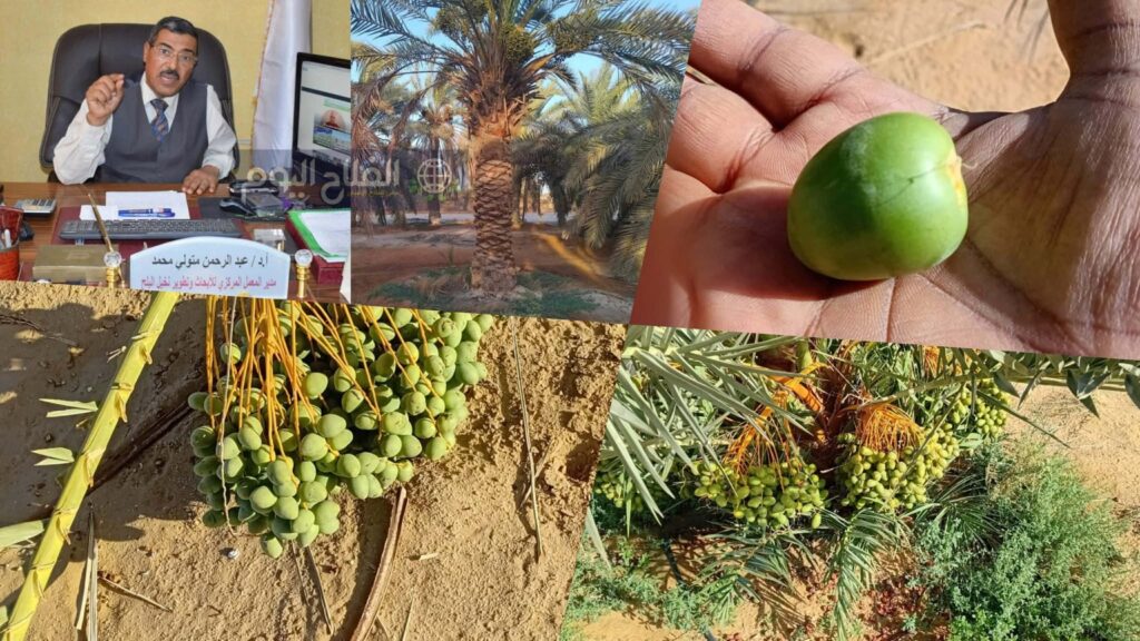مدير المعمل المركزي لبحوث النخيل يكشف سر التميز اللافت لمزارع النخيل بالعوينات ومؤشرات لموسم إنتاجي واعد